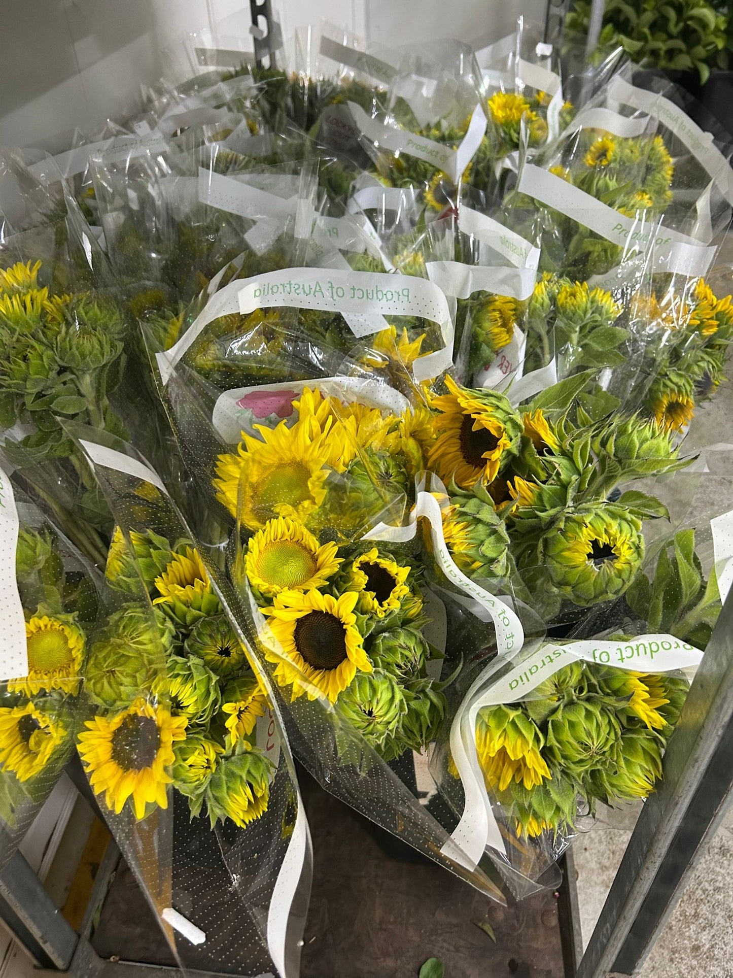 Sunflower