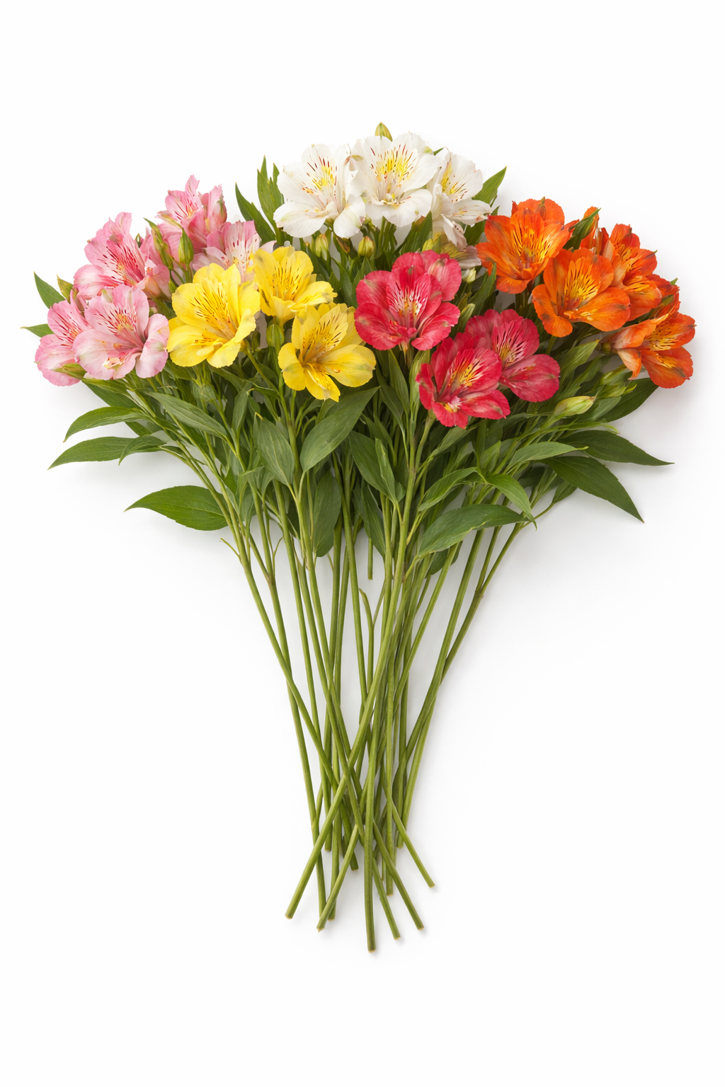 Peruvian Lily