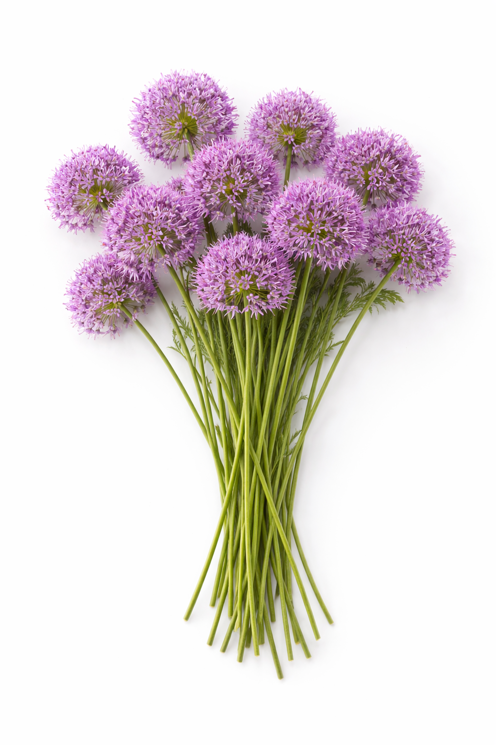 Allium