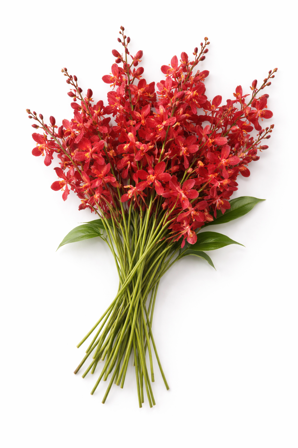 Aranthera Orchid - James Storie