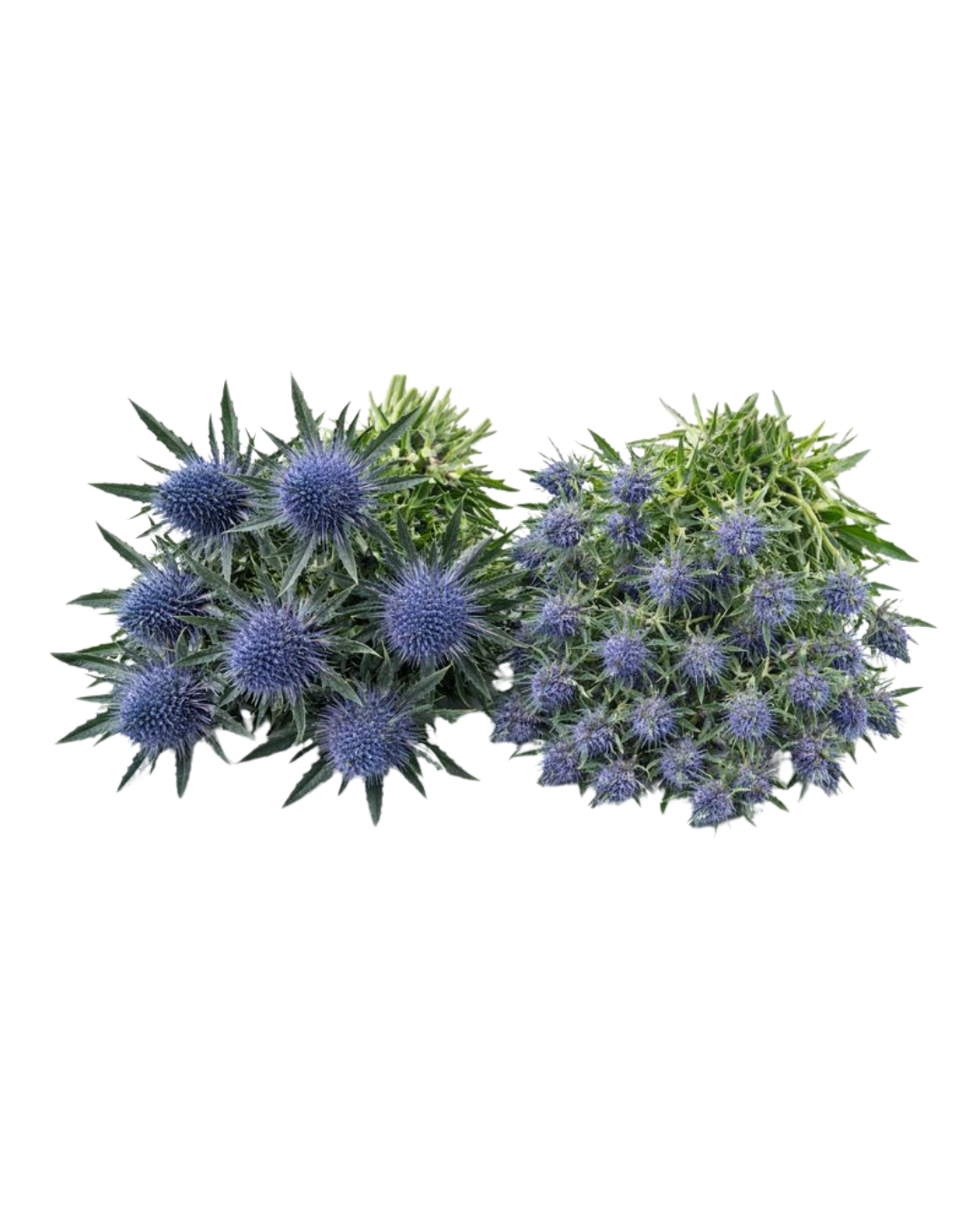 Sea Holly