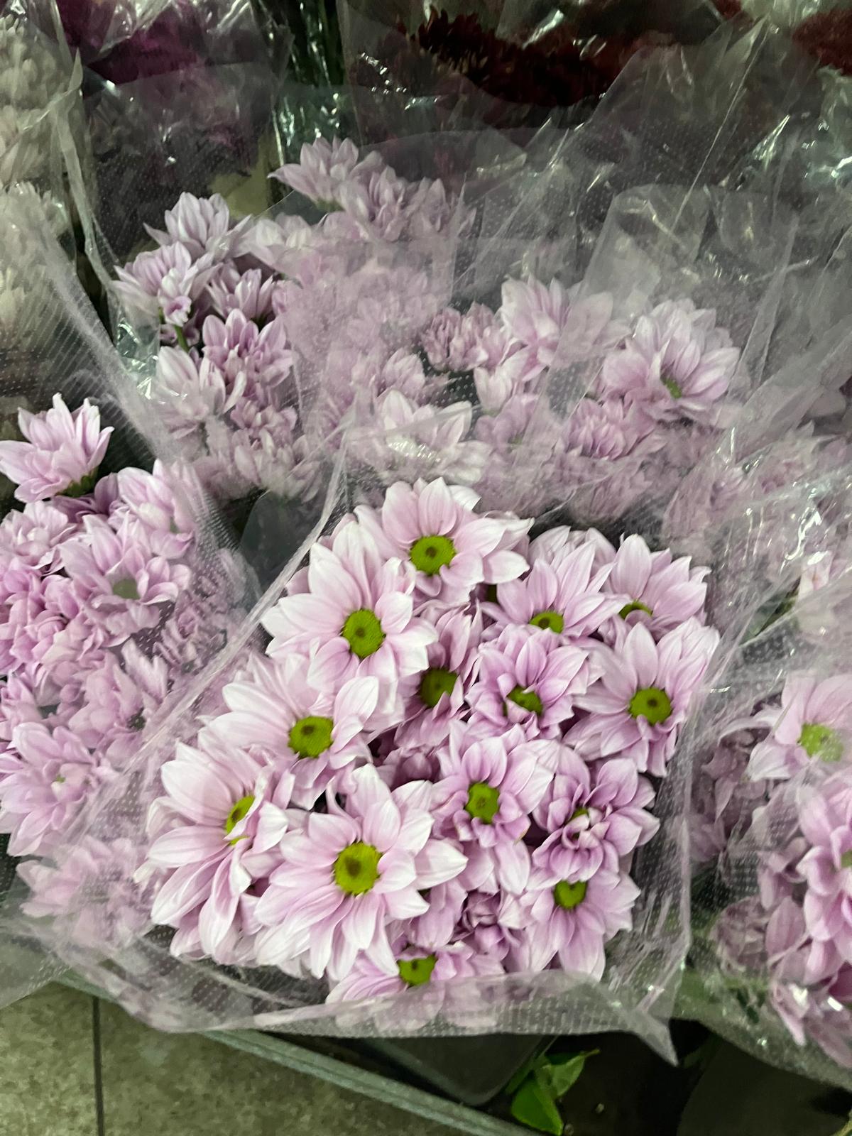 Chrysanthemum