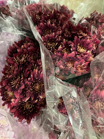 Chrysanthemum