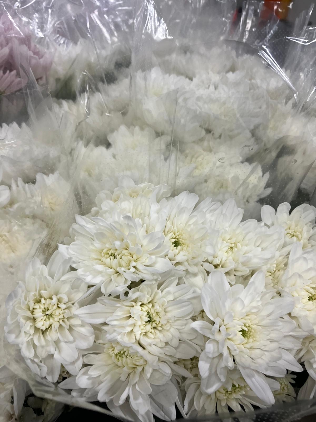 Chrysanthemum