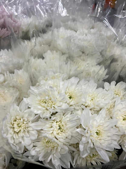 Chrysanthemum