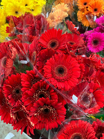 Gerbera