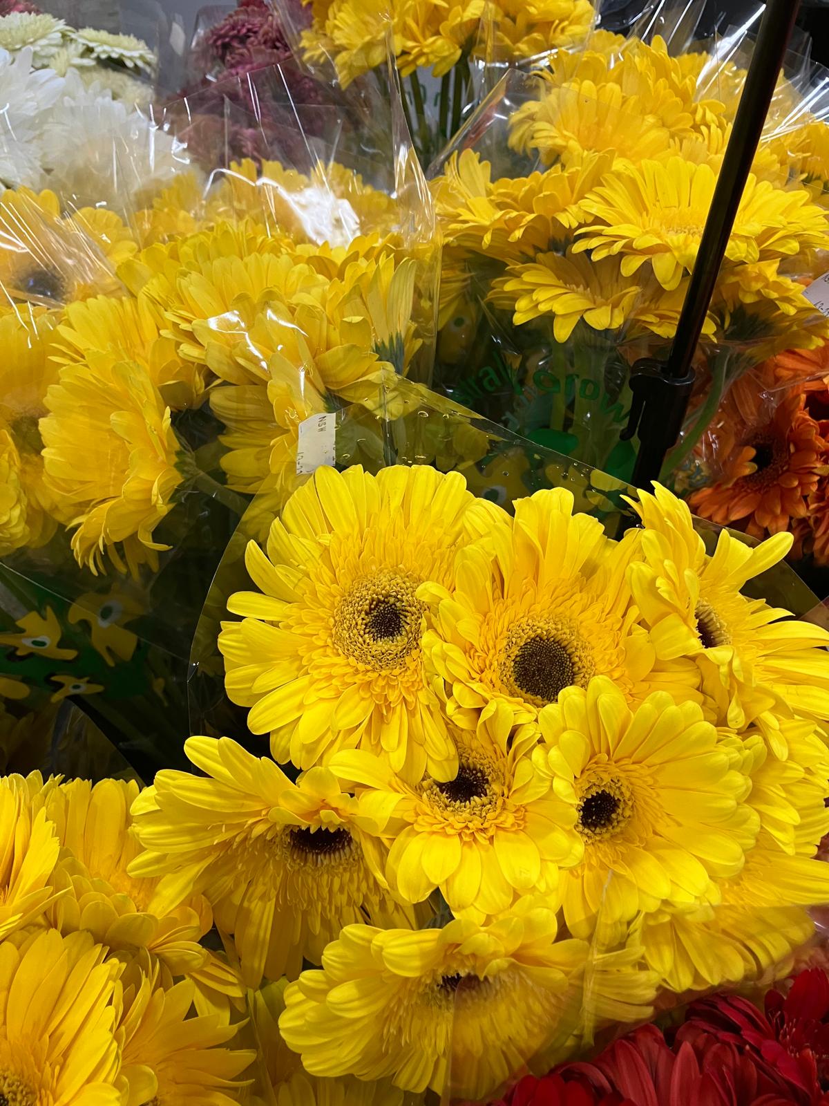 Gerbera
