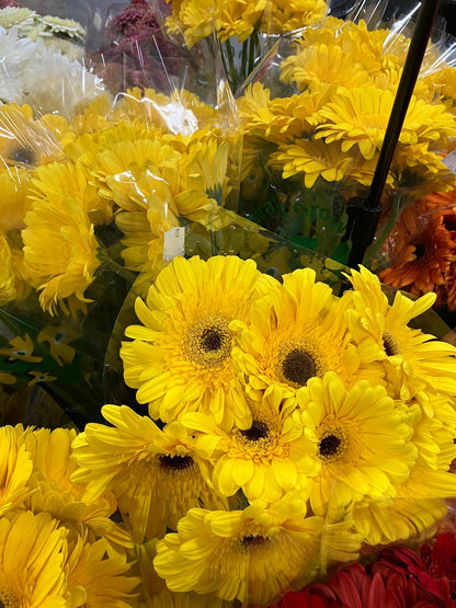 Gerbera
