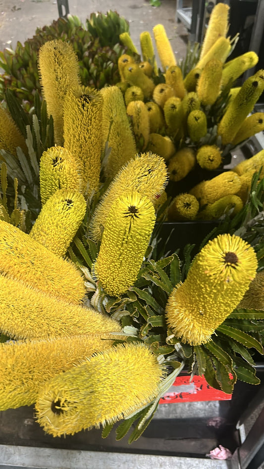 Banksia