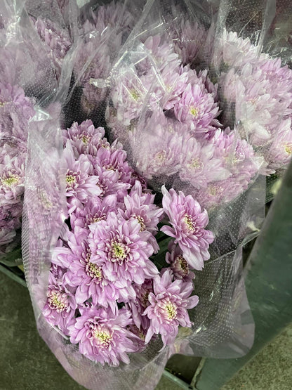 Chrysanthemum