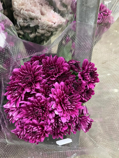 Chrysanthemum