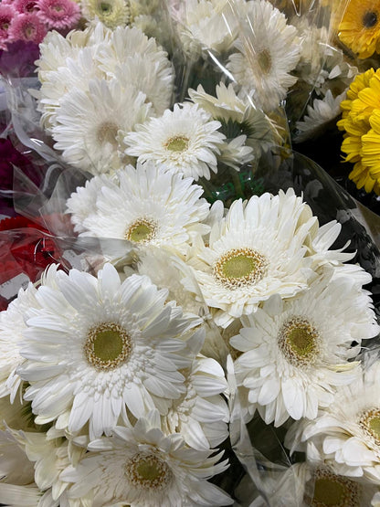 Gerbera