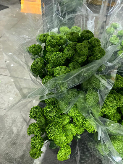Bouquet of green flowers wrapped in clear plastic on a gray surface