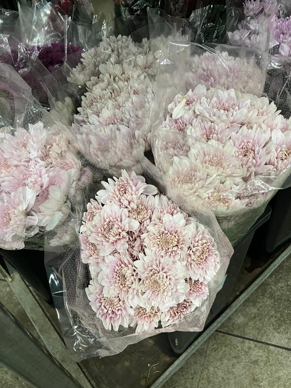 Chrysanthemum