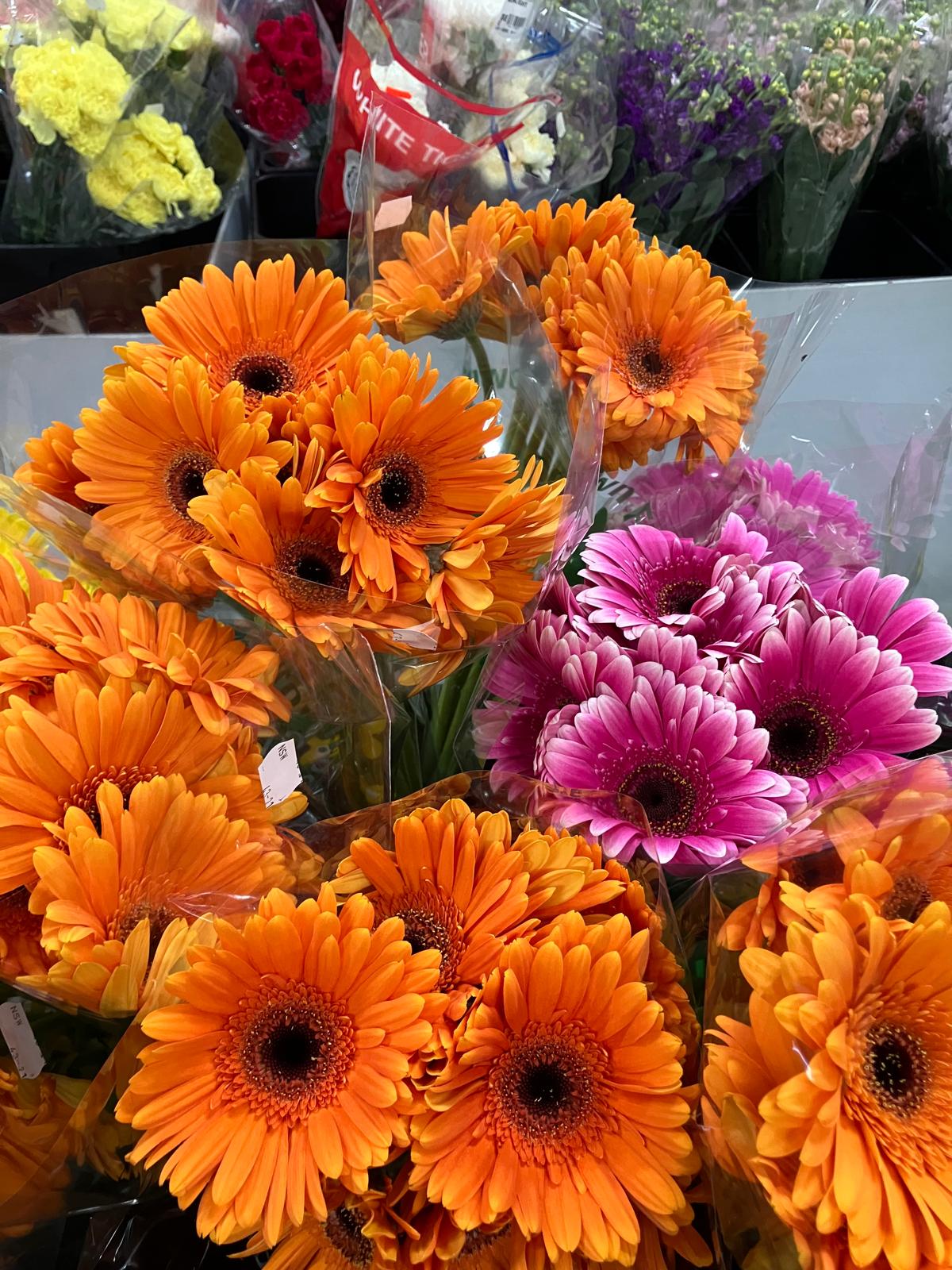 Gerbera