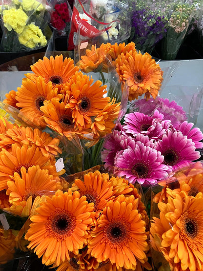 Gerbera