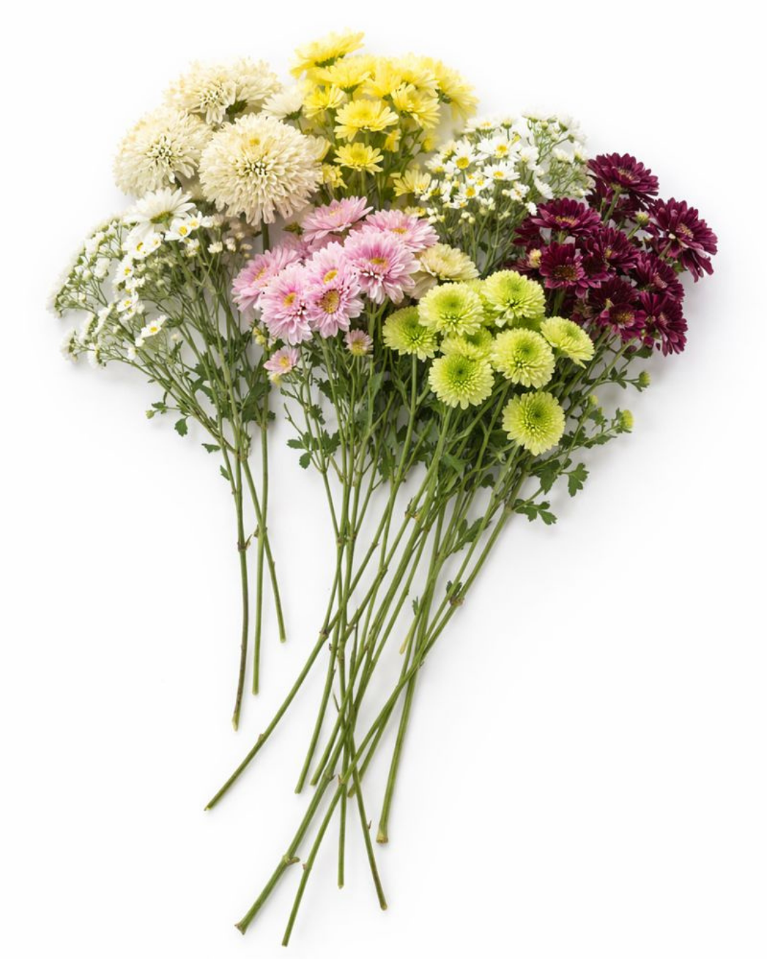 Chrysanthemum