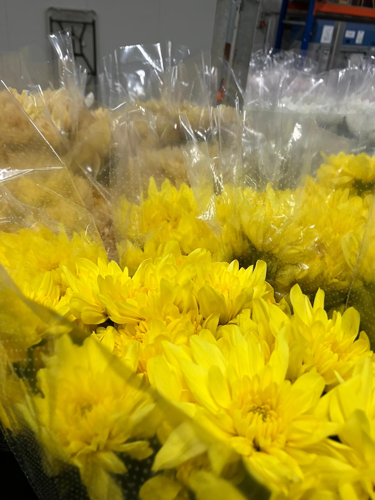 Chrysanthemum