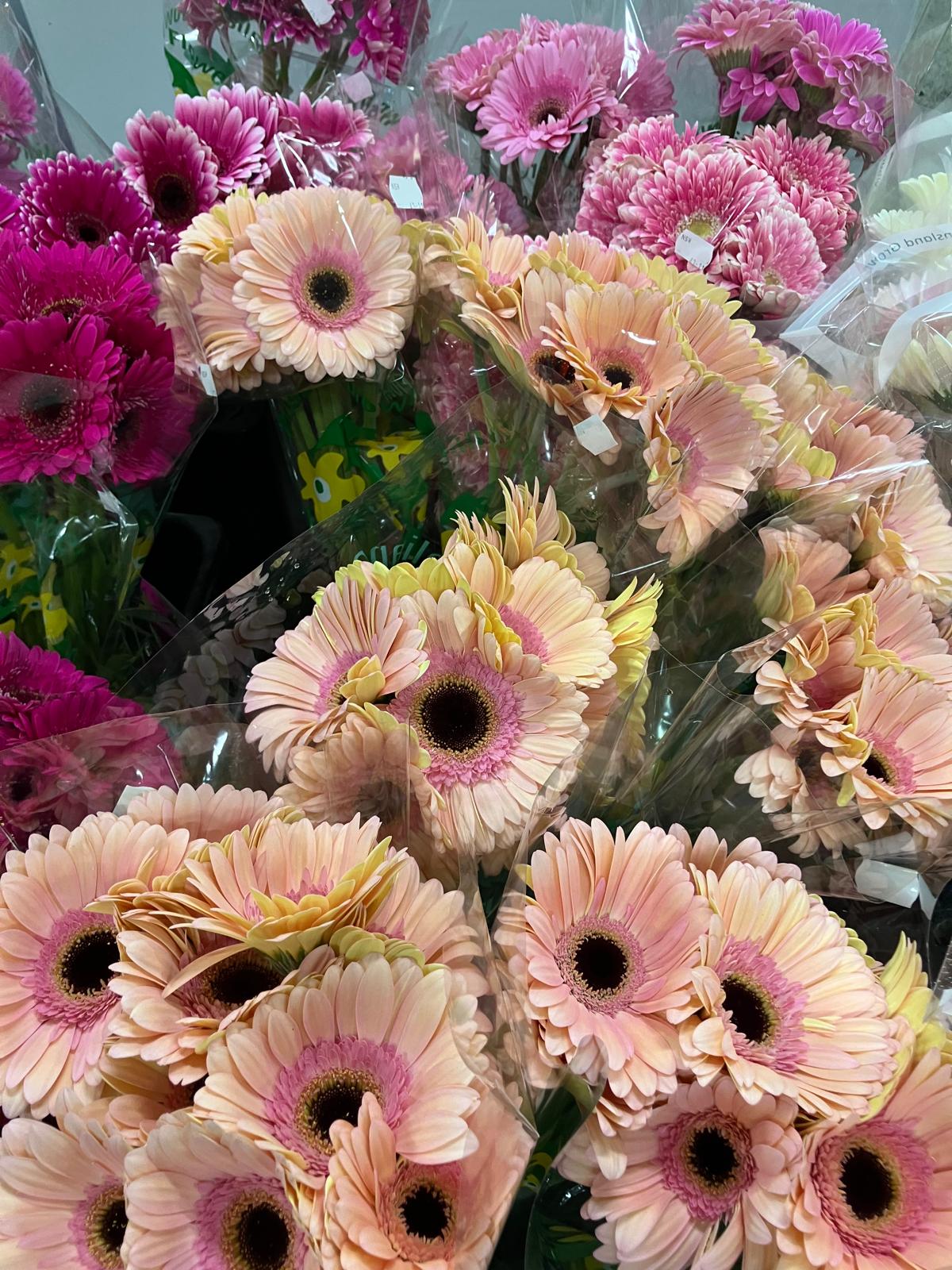 Gerbera