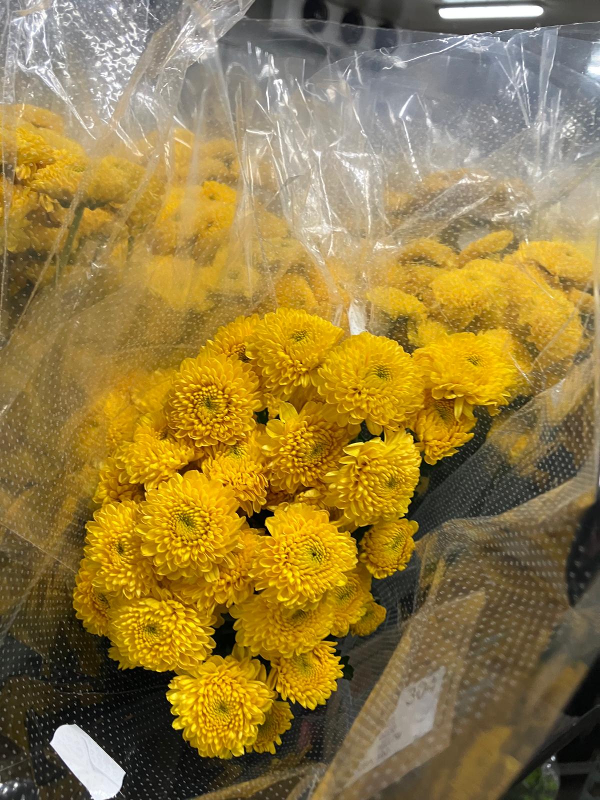 Chrysanthemum