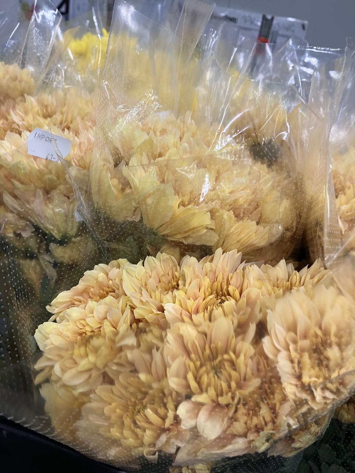 Chrysanthemum