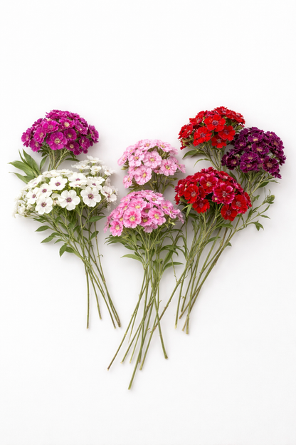 Sweet William