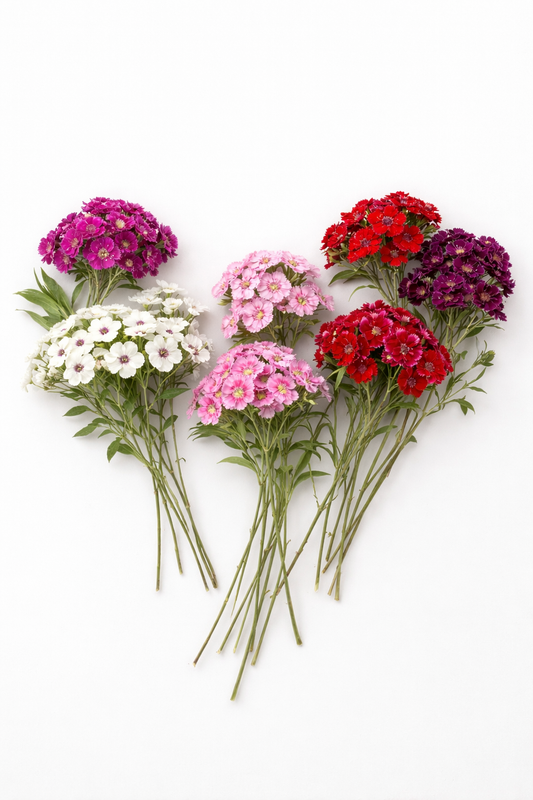 Sweet William