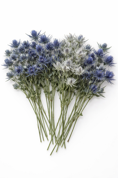 Sea Holly