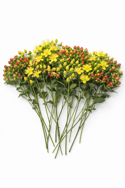 St John’s Wort