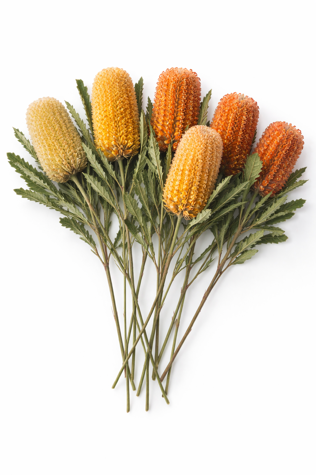 Banksia