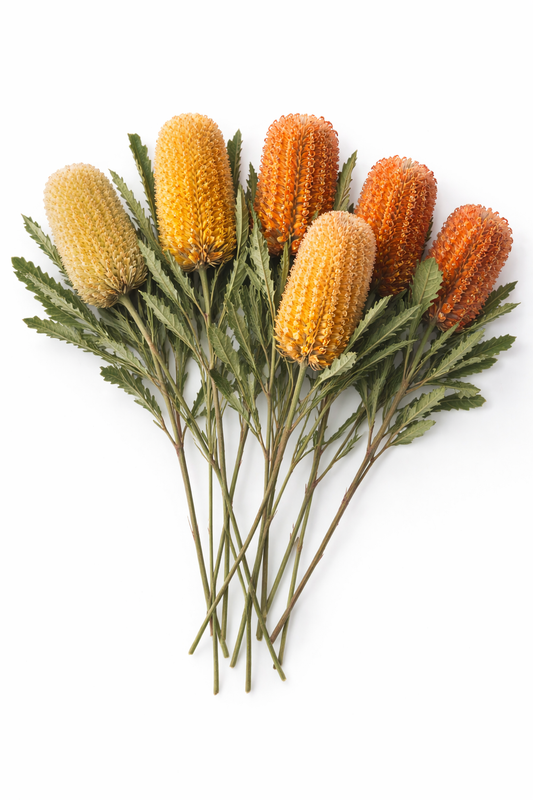 Banksia