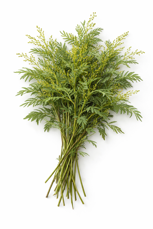 Acacia Foliage