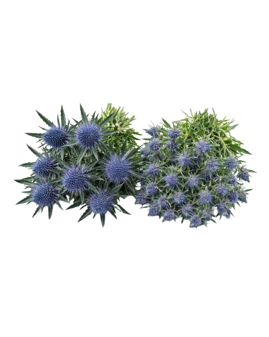 Sea Holly