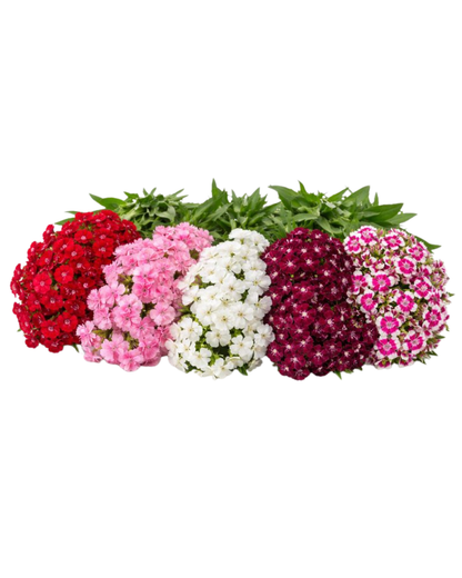 Sweet William