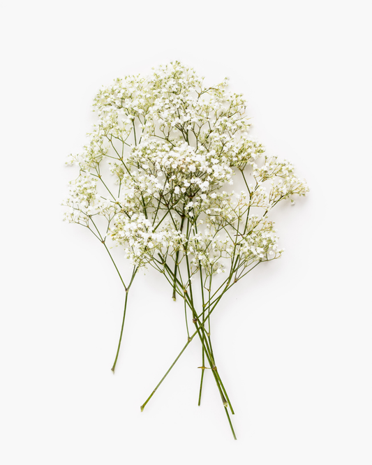 Baby’s Breath